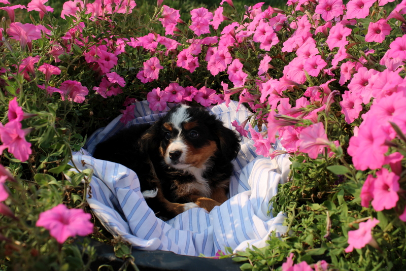 puppy, for, sale, Mini Bernedoodle F2, Matthew B. Stoltzfus, dog, breeder, Gap, PA, dog-breeder, puppy-for-sale, forsale, nearby, find, puppyfind, locator, puppylocator, aca